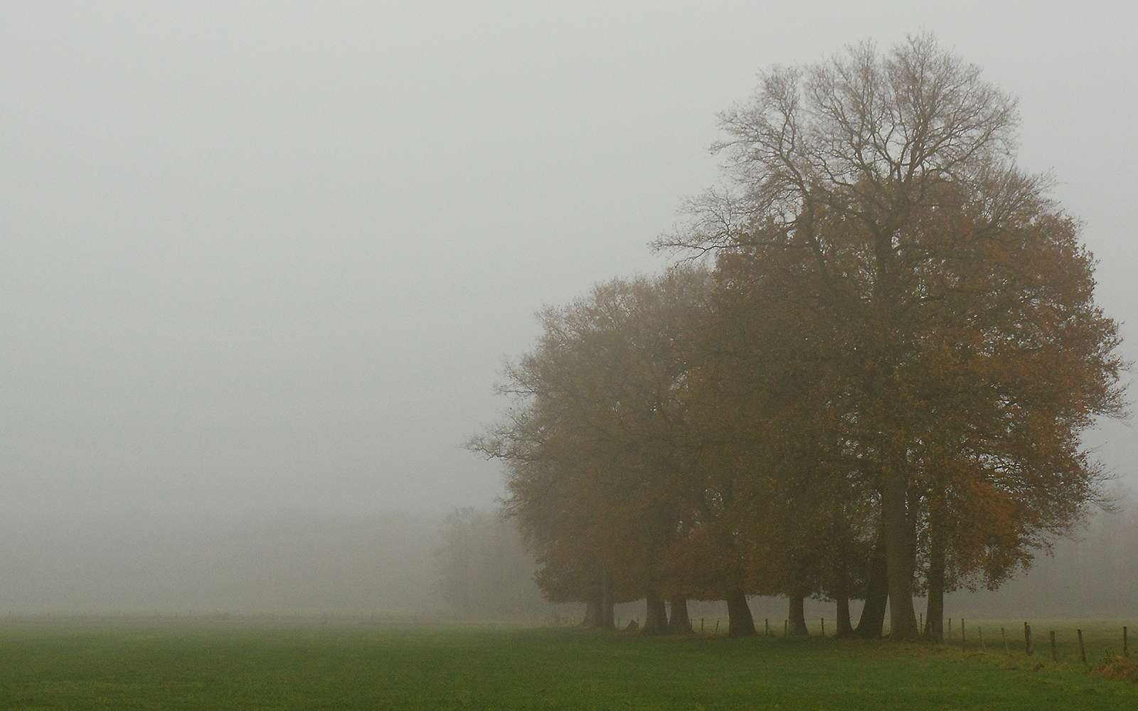 Ammerland Nebel