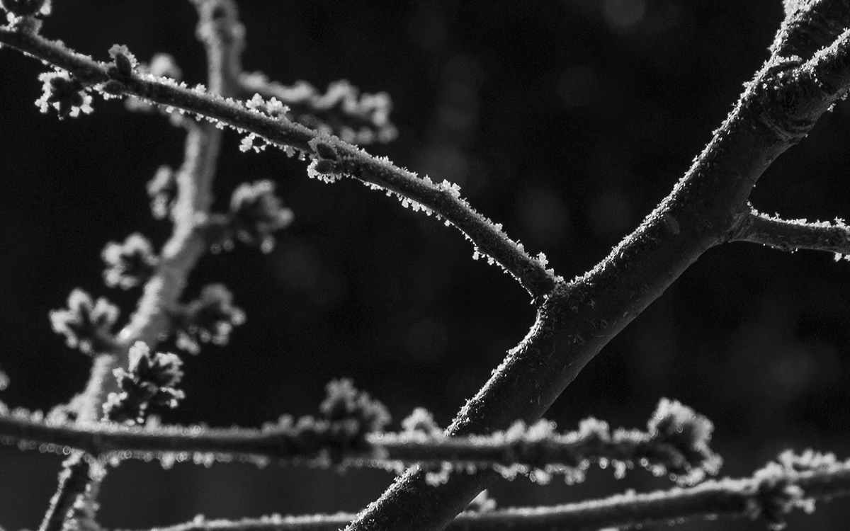 Frost 019